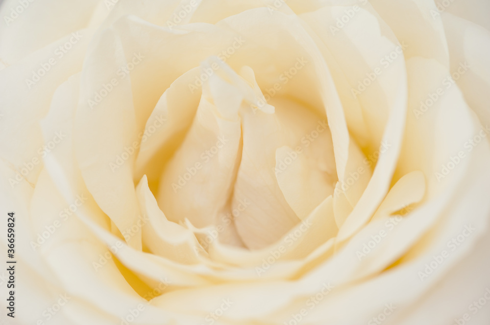 Rosenblüte Rosenblüte