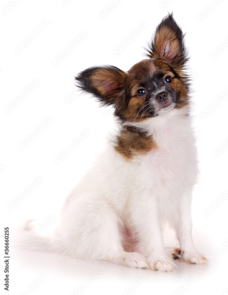 Papillon puppy Papillon puppy