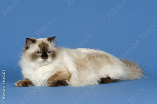 Foto Katzen-BLH-11474