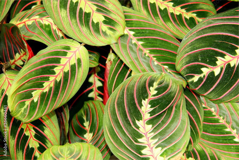 Obraz premium Maranta leuconeura var. Erythroneura