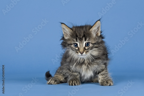 Norwegische Waldkatze Kitten 10951 Stock-Foto | Adobe Stock
