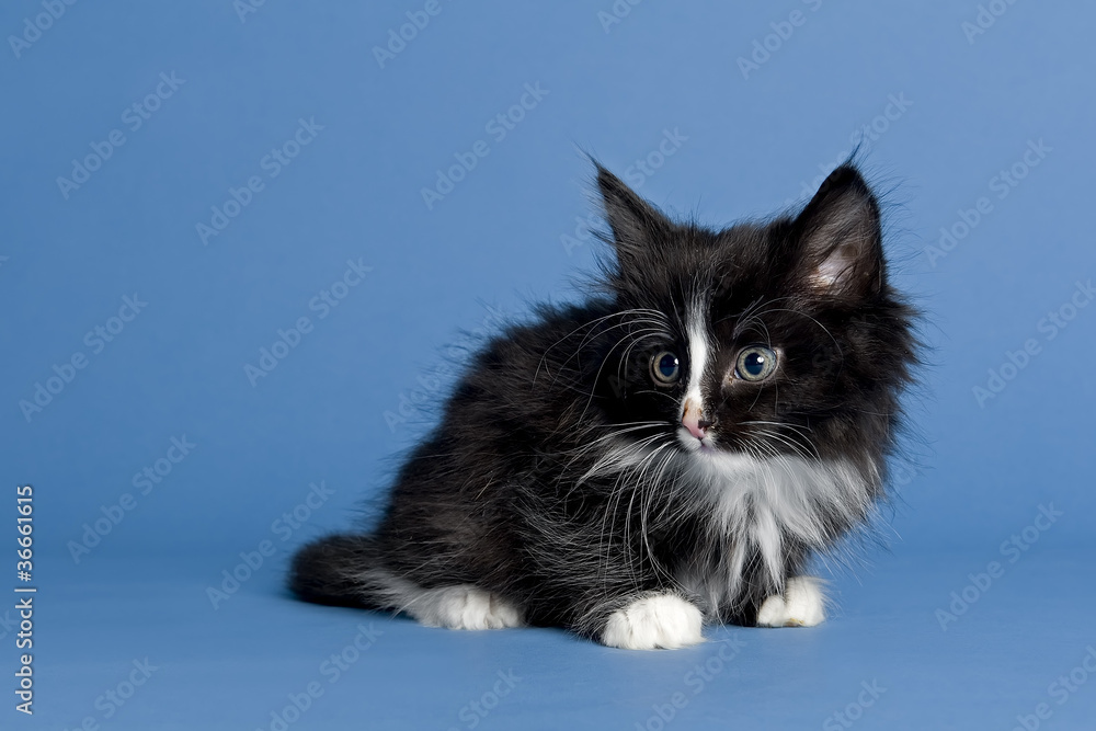 Norwegische Waldkatze Kitten 10965 Norwegische Waldkatze Kitten 10965