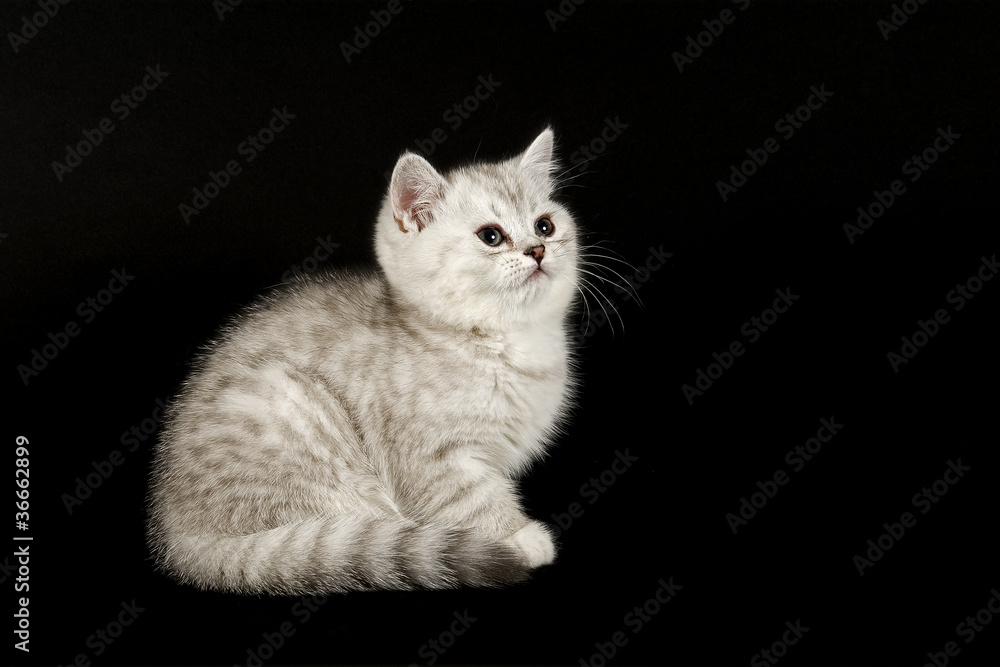 Katzen-Selkirk-Rex 11435 Katzen-Selkirk-Rex 11435