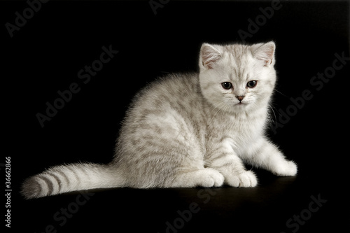 Obraz na plátně Katzen-Selkirk-Rex 11445