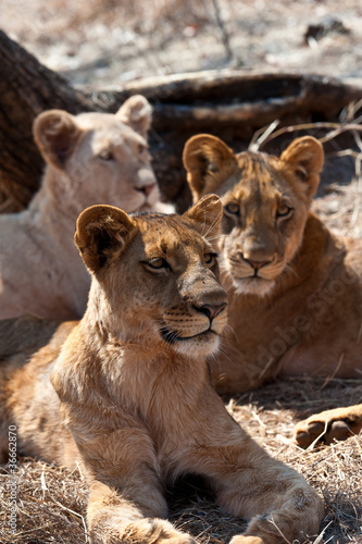 Family of young lion cubs