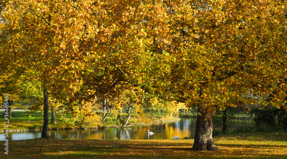 Park with yellow and orange plane trees in fall