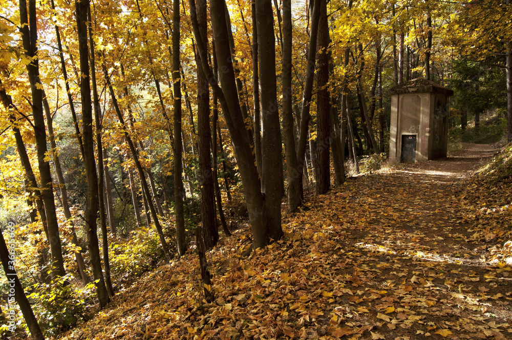 trail in the park