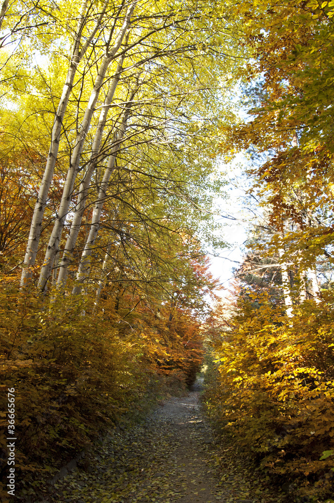 Obraz premium trail in the park