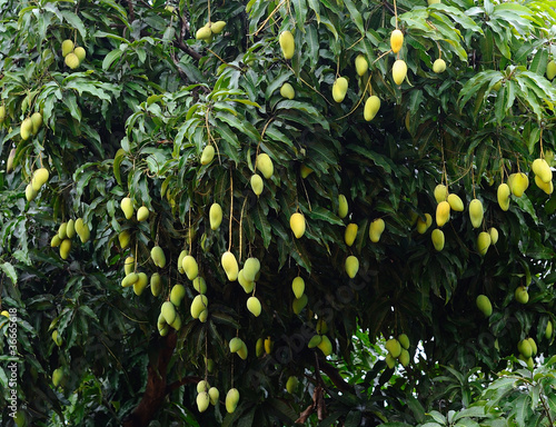 Obraz na płótnie mango on tree
