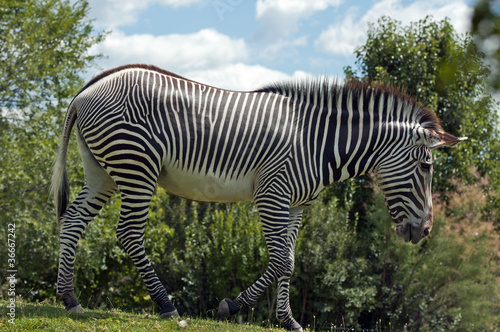 Grevy s zebra