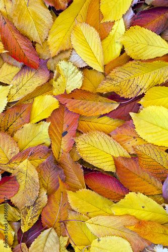 autumn leaves lying in the faded foliage