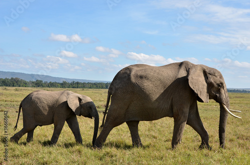 elefanti