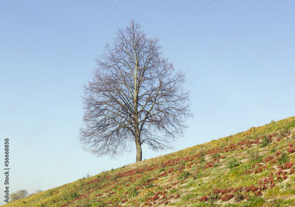 Lonely tree on hill