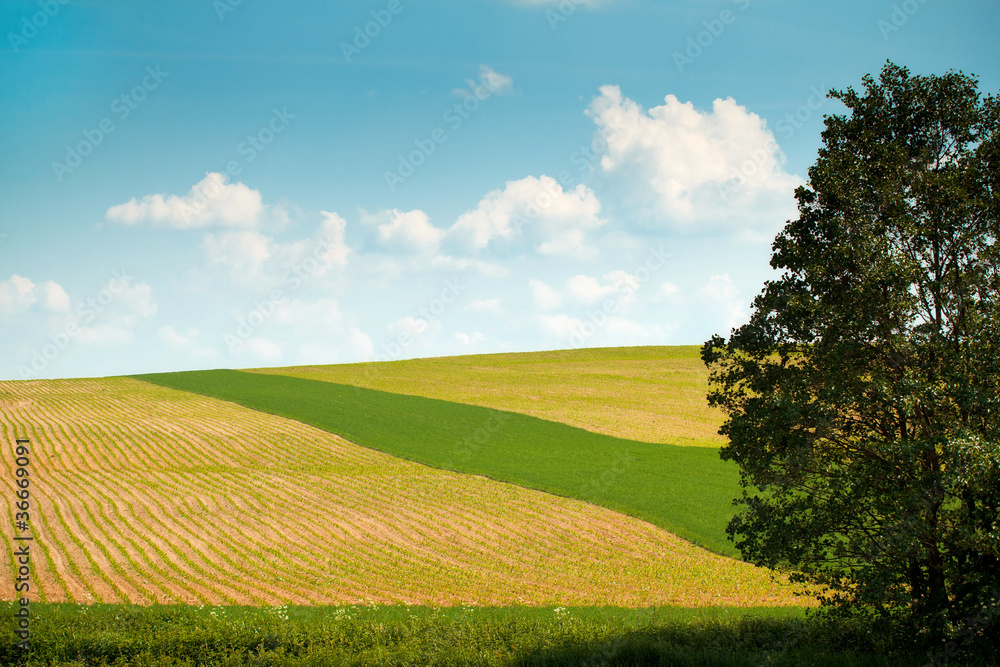Summer landscape Summer landscape