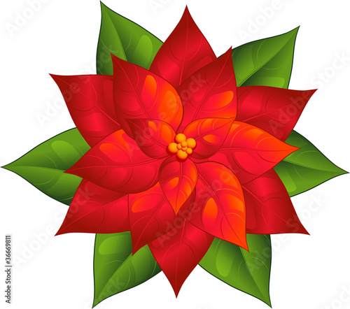 Poinsettia