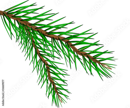 Fir tree branch