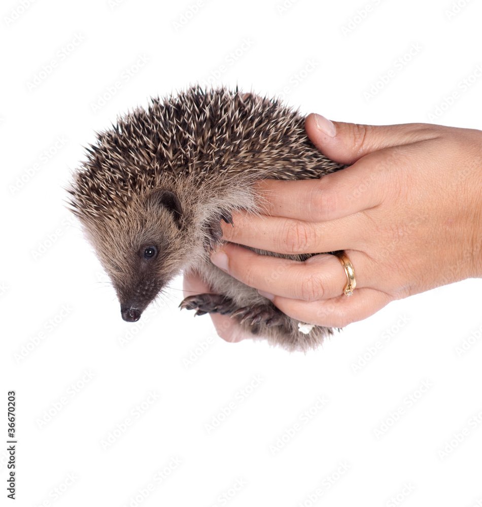 Obraz premium hérisson dans des bas