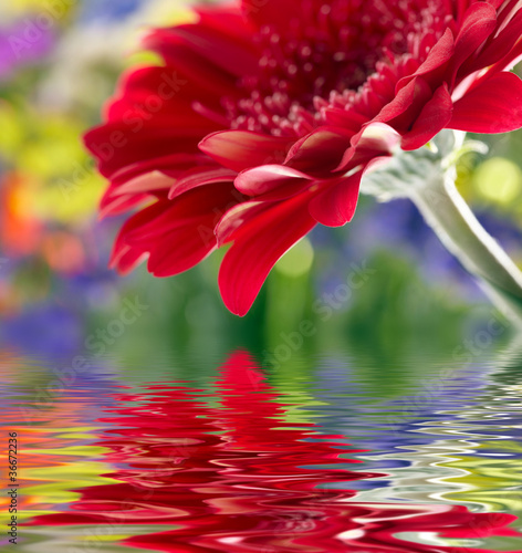 Fototapeta Naklejka Na Ścianę i Meble -  Closeup of red daisy-gerbera reflected in the water