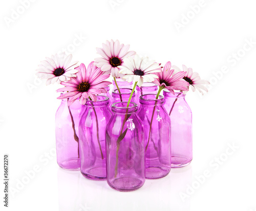 pink daisy in glass vases over white background