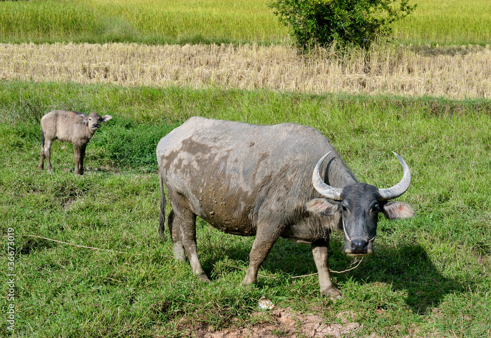 buffalo buffalo