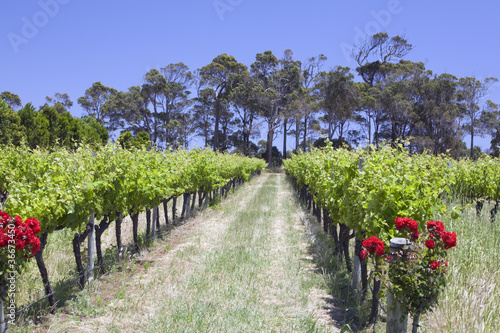 margaret river vineyard