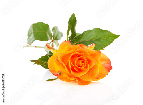 Beautiful orange rose over white background