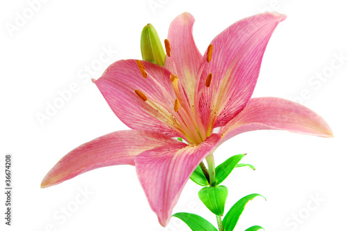 Pink lily isolated on white background