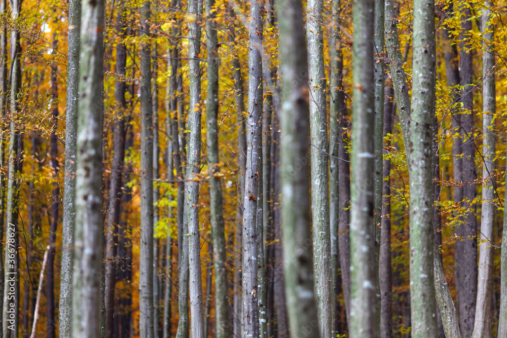 Obraz premium Colorful autumnal landscape