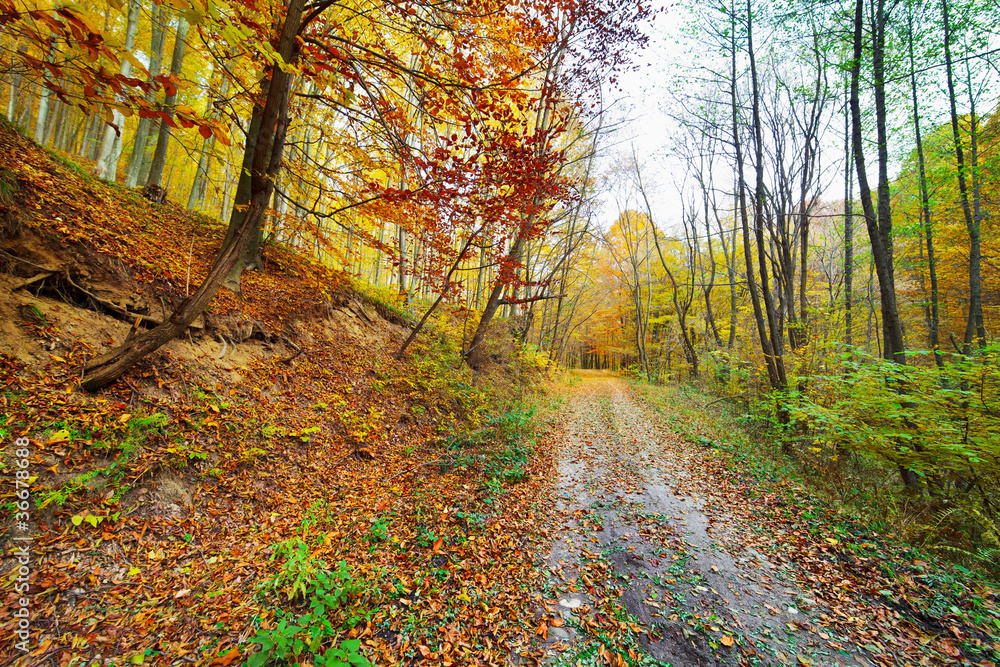 Obraz premium Colorful autumnal landscape