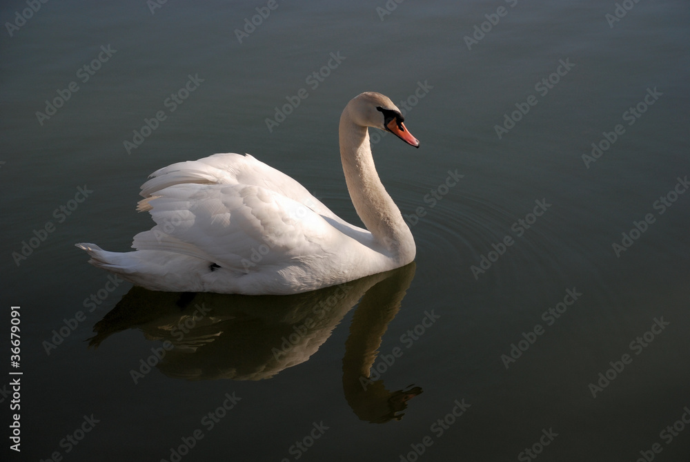 balzender Schwan balzender Schwan