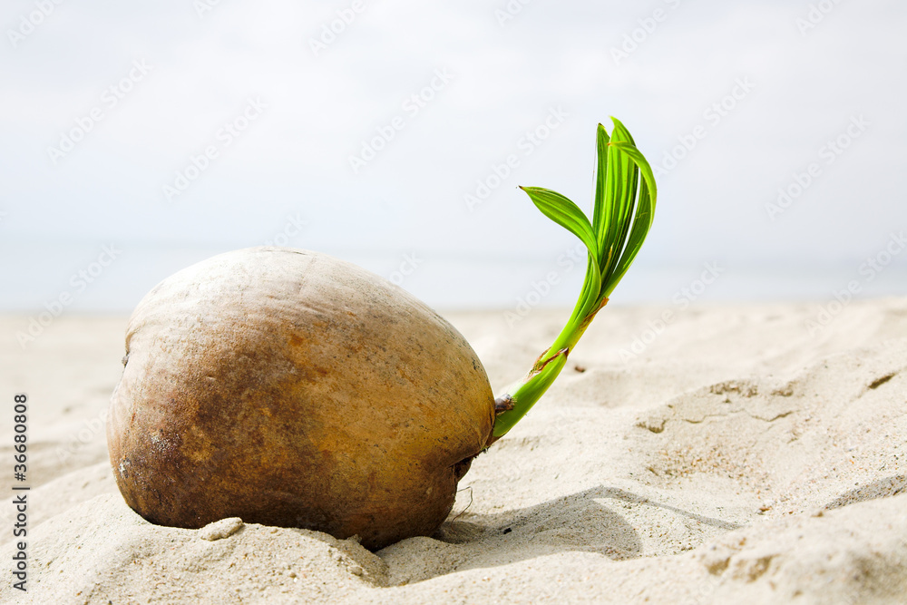 Naklejka premium coconut