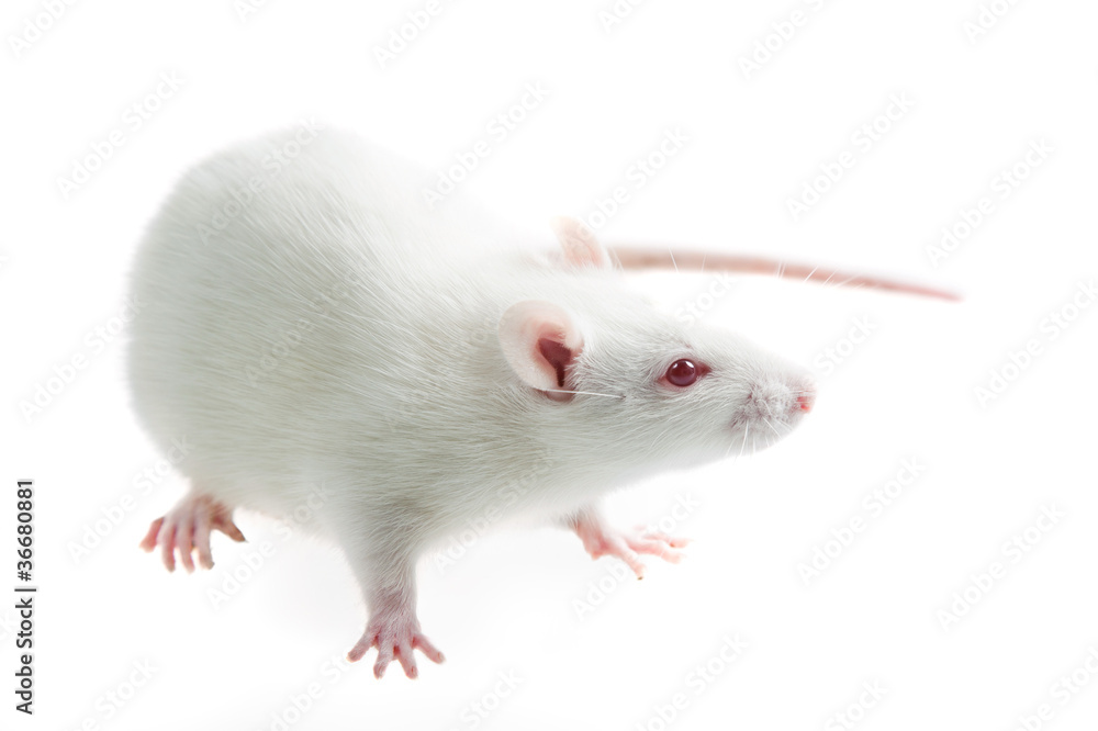 custom made wallpaper toronto digitalwhite rat