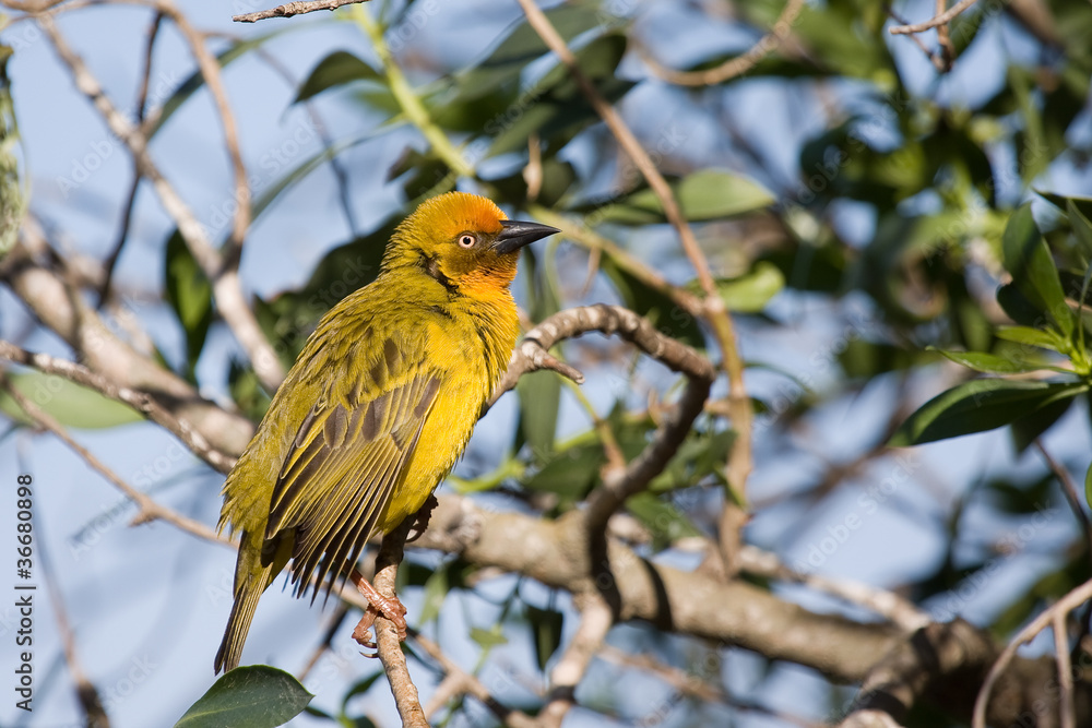 Obraz premium Bird