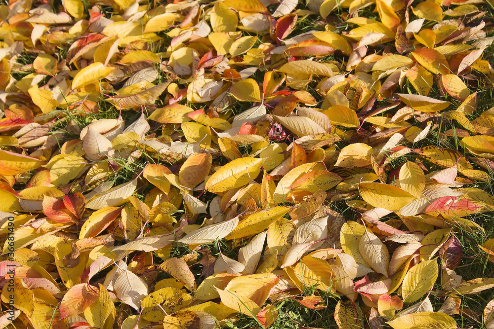carpet of autumn leaves