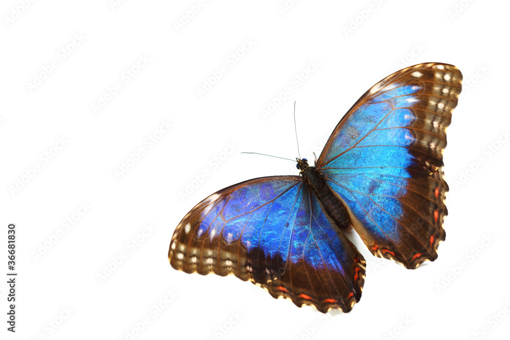 Fototapeta premium blue morpho isolated