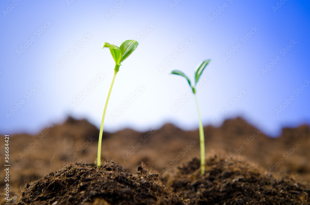 Green seedlings in new life concept Green seedlings in new life concept