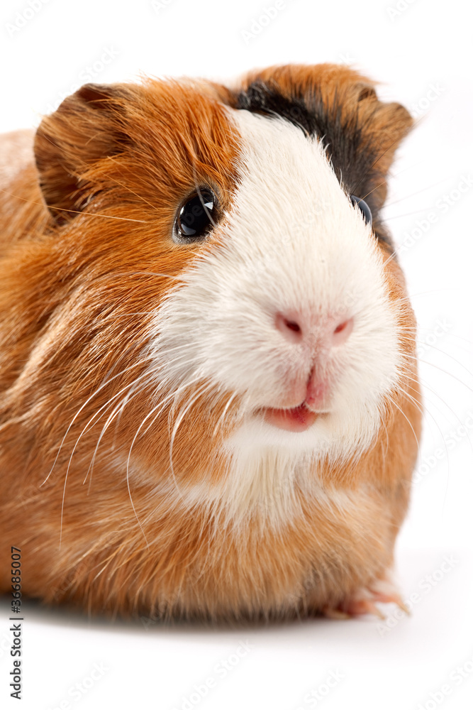 Funny guinea pig portrait over white background Funny guinea pig portrait over white background