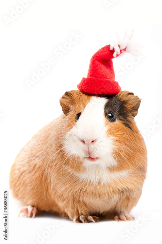 Funny guinea pig portrait over white background