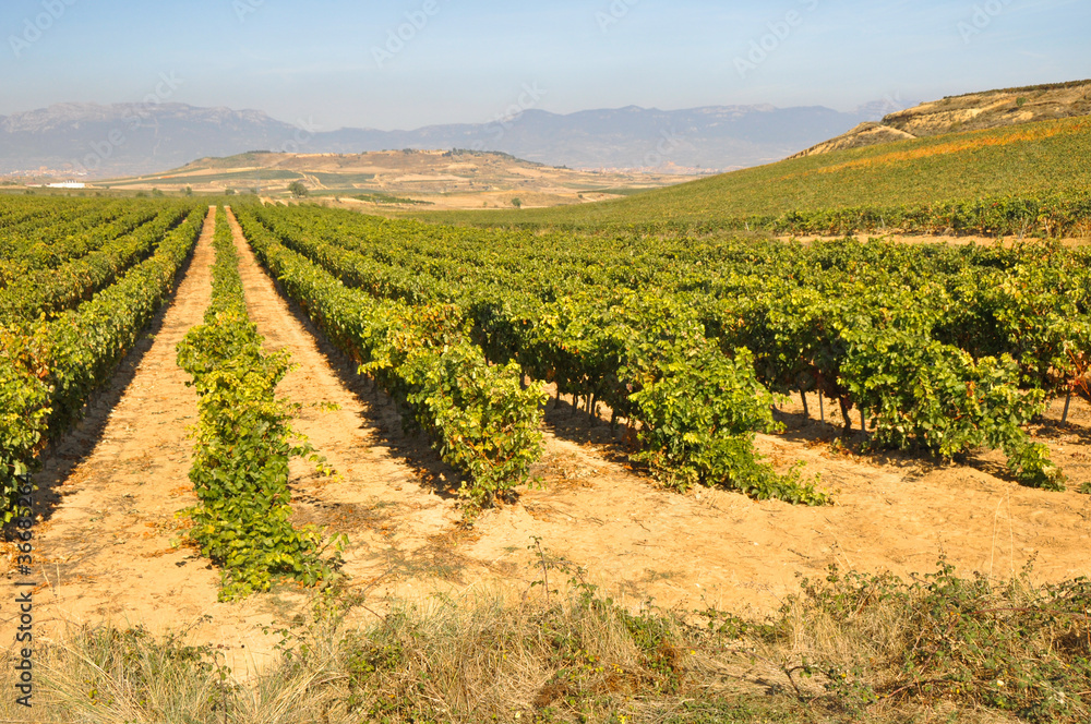 Vineyard at Autumn, La Rioja (Spain)