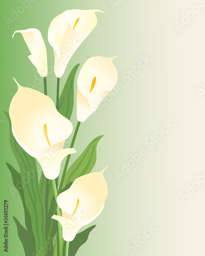 Fototapeta Naklejka Na Ścianę i Meble -  calla lillies