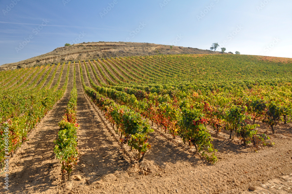 Vineyard at Autumn, La Rioja (Spain)