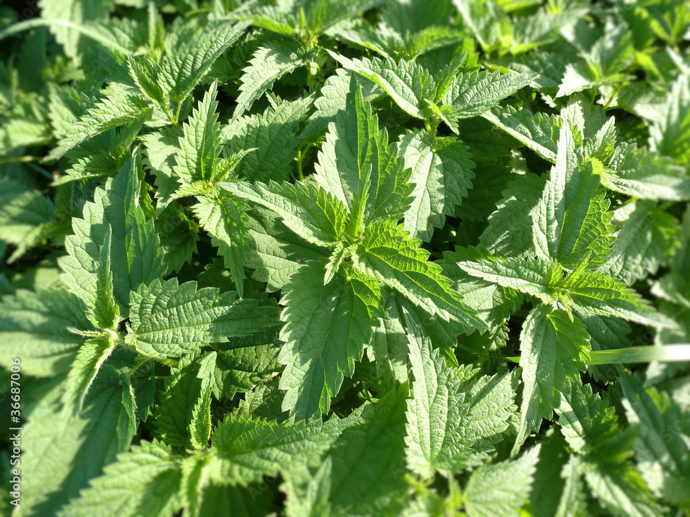 Brenndessel - Urtica Brenndessel - Urtica