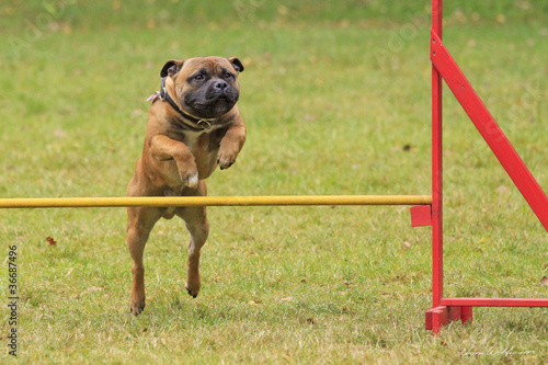 Agility © Diana Wolfraum