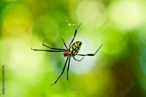 Close up of a golden orb spider in its web