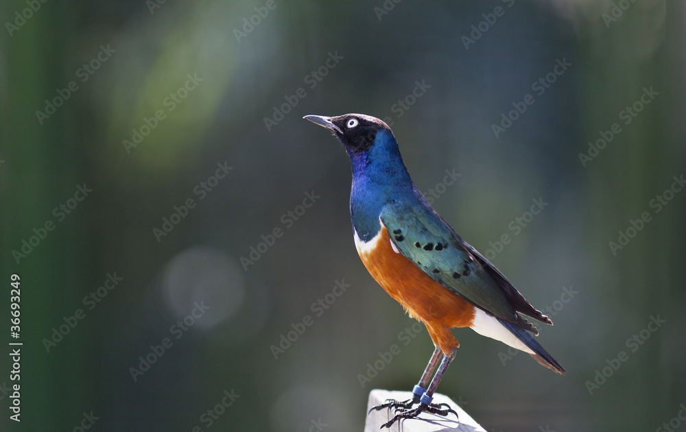 Superb starling (Spreo Superbus) Superb starling (Spreo Superbus)