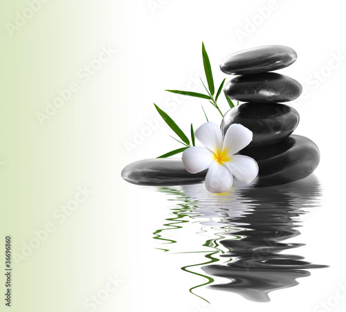 frangipani and stones on a white background