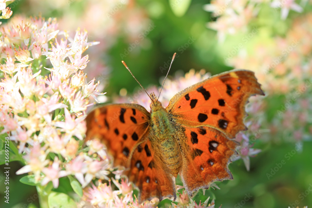 butterfly butterfly