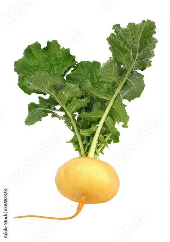 fresh turnip on white background