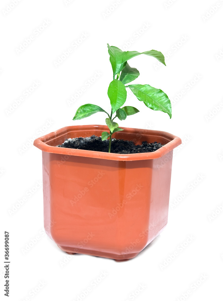 tree of lemon tree of lemon