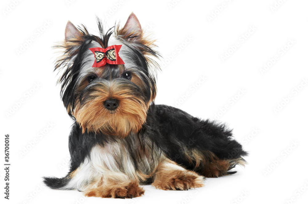 One Yorkshire Terrier (of three month) puppy dog One Yorkshire Terrier (of three month) puppy dog